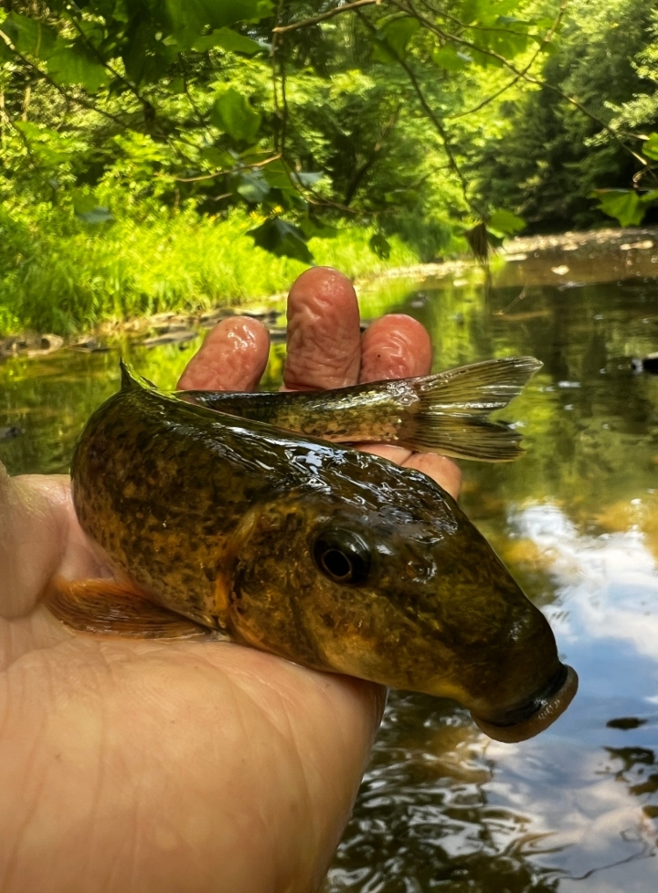 Northern Hogsucker